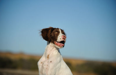 Close-up of dog against clear sky