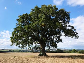 Tree on field against sky