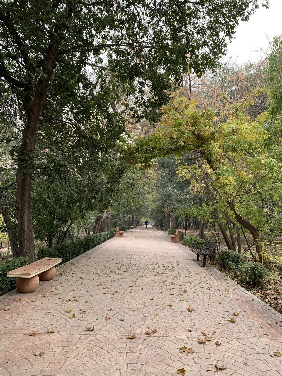 FOOTPATH AMIDST TREES