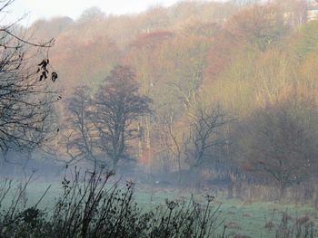 Bare trees in forest against sky