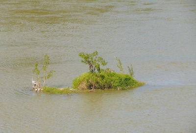 High angle view of plant on beach