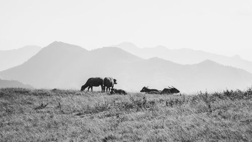 Horses on a field