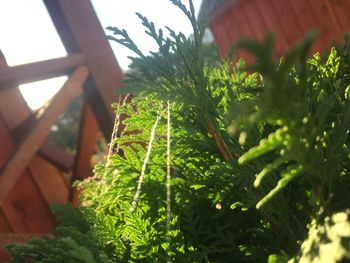 Low angle view of plants in greenhouse