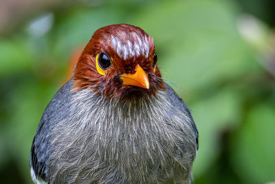 Nature wildlife image bird of a chestnut-hooded laughingthrush