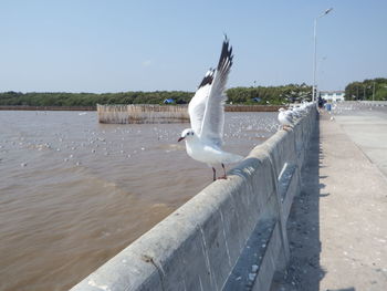 Seagull flying over sea against sky