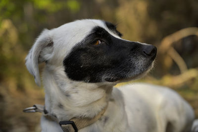 Close-up of a dog looking away