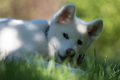 Close-up of dog