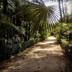 Footpath amidst trees