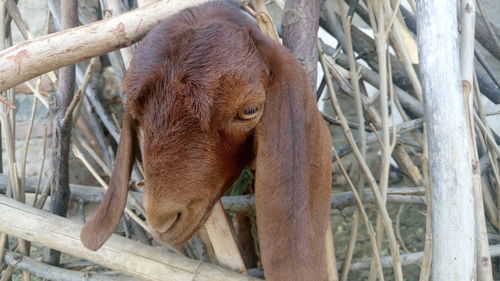 Close-up of young goat 