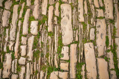 Full frame shot of bamboo trees