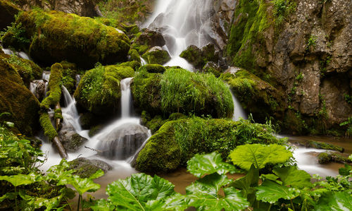 View of waterfall along plants