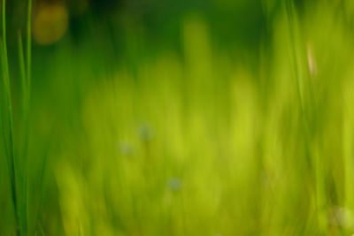 Close-up of grass on field