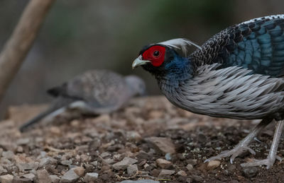 Close-up of a bird