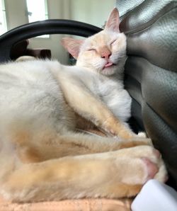 Close-up of cat sleeping