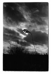 Close-up of insect on plant against sky