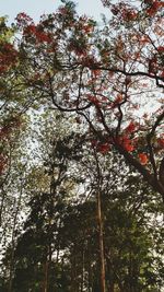 Low angle view of tree against sky