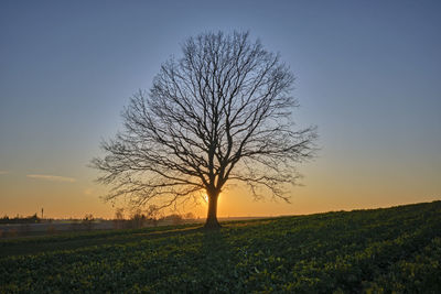 Silhouette bare tree on field against sky during sunset
