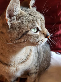 Close-up of a cat looking away