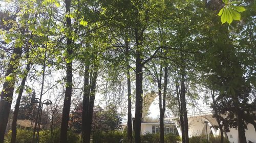 Low angle view of bamboo trees in forest