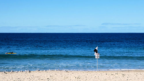 Full length of seagull on beach