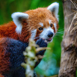 Close-up of a panda looking away