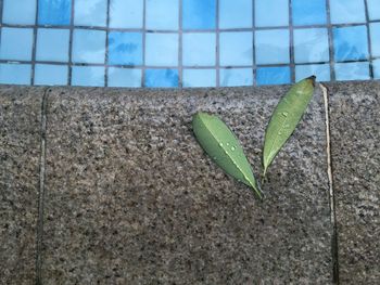Close-up of leaf on retaining wall against sky