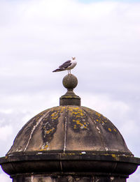 Low angle view of seagull perching on roof against sky