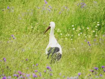 View of bird on field