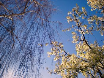 Low angle view of trees against clear sky