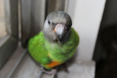 Close-up of a parrot