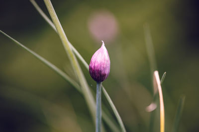Close-up of flower blooming outdoors
