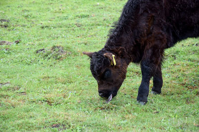 Portrait of a horse grazing in field