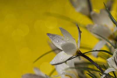 Close-up of raindrops on yellow leaves