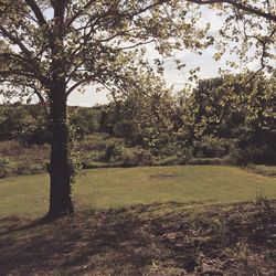 Scenic view of grassy field