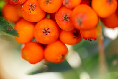 Close-up of oranges