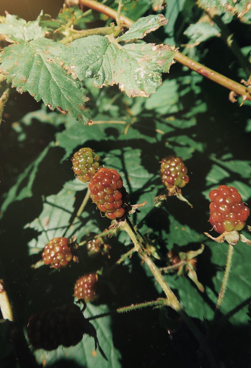 CLOSE-UP OF BERRIES ON PLANT