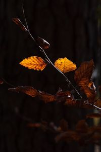 Close-up of dry autumn leaves