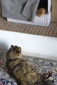 High angle view of cat sleeping on bed at home