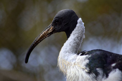 Close-up of swan