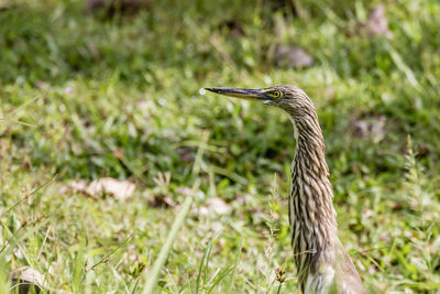 View of a bird on grass