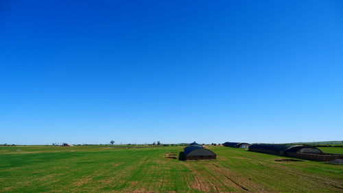 Scenic view of agricultural field against clear blue sky