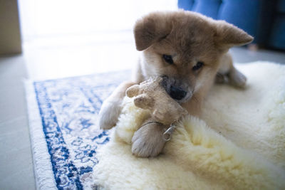 Dog lying on bed at home