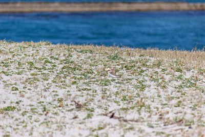Scenic view of sea shore