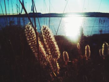 Close-up of plants against sky during sunset