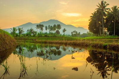 Reflection of the morning scenery in the blue rice fields and mountains