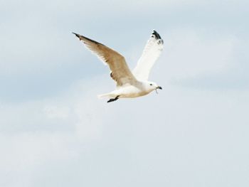 Low angle view of seagull flying