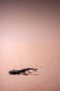 Close-up of insect on sand