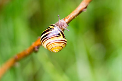 Close-up of snail on leaf