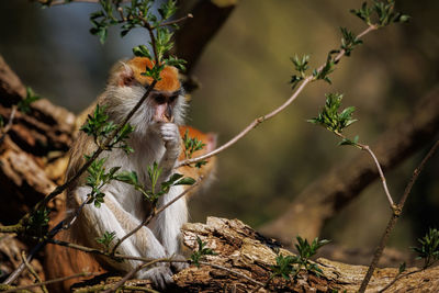 Close-up of squirrel on tree