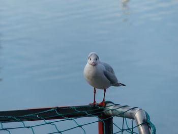 Seagull perching on a railing